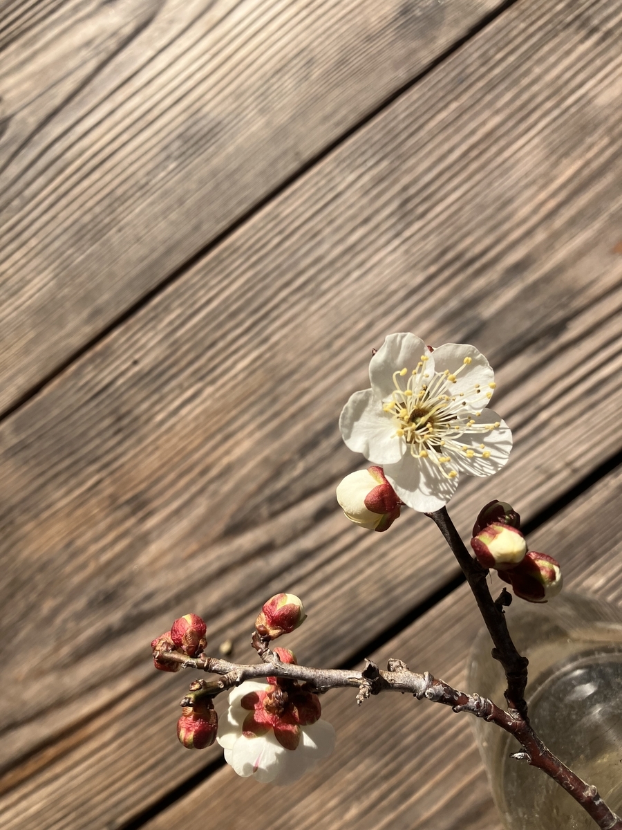3/1蔵開き　開催中止のおしらせ