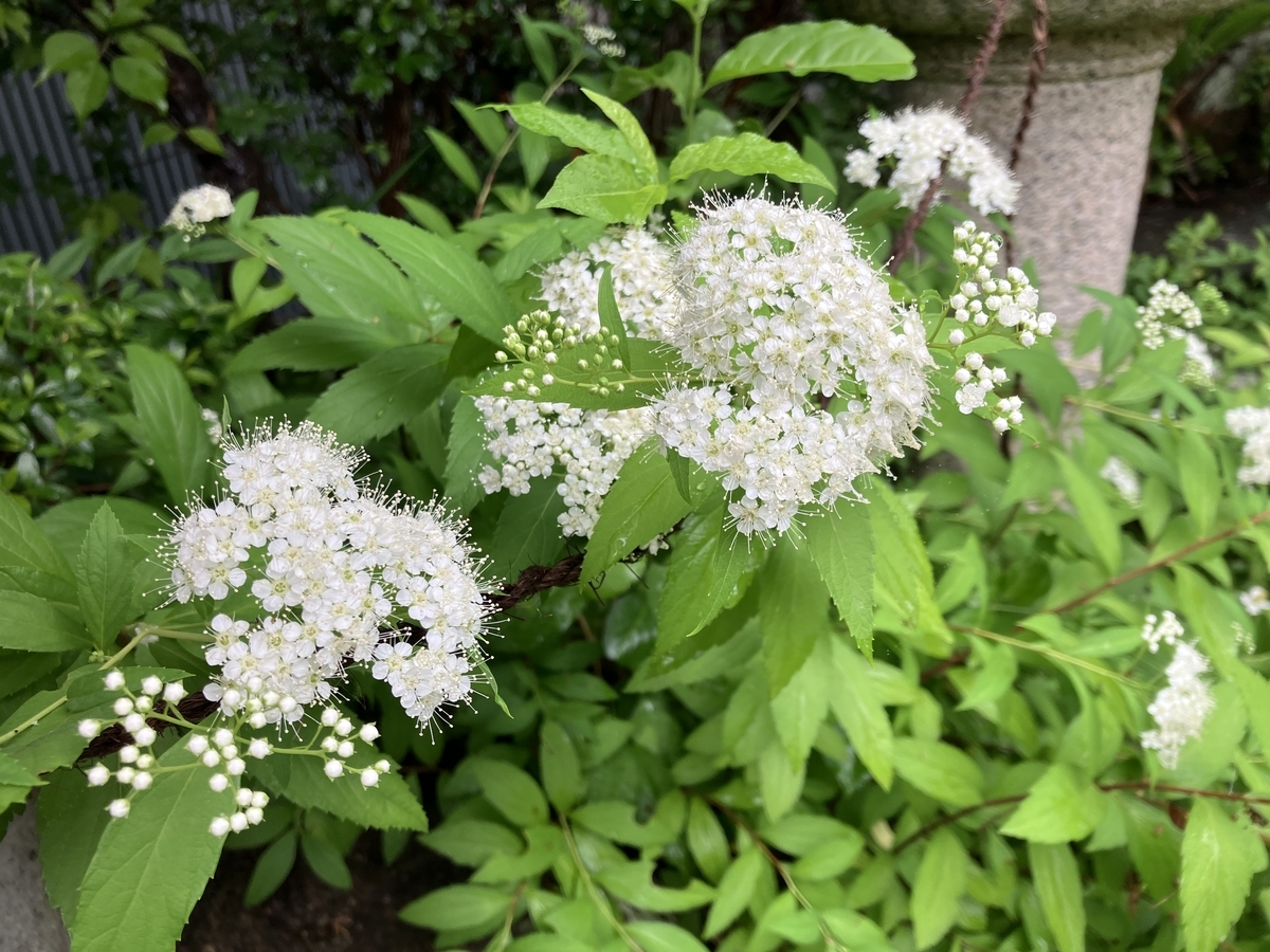 三宅酒造の植物たち